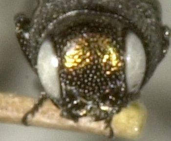 Media type: image;   Entomology 2140 Aspect: head frontal view